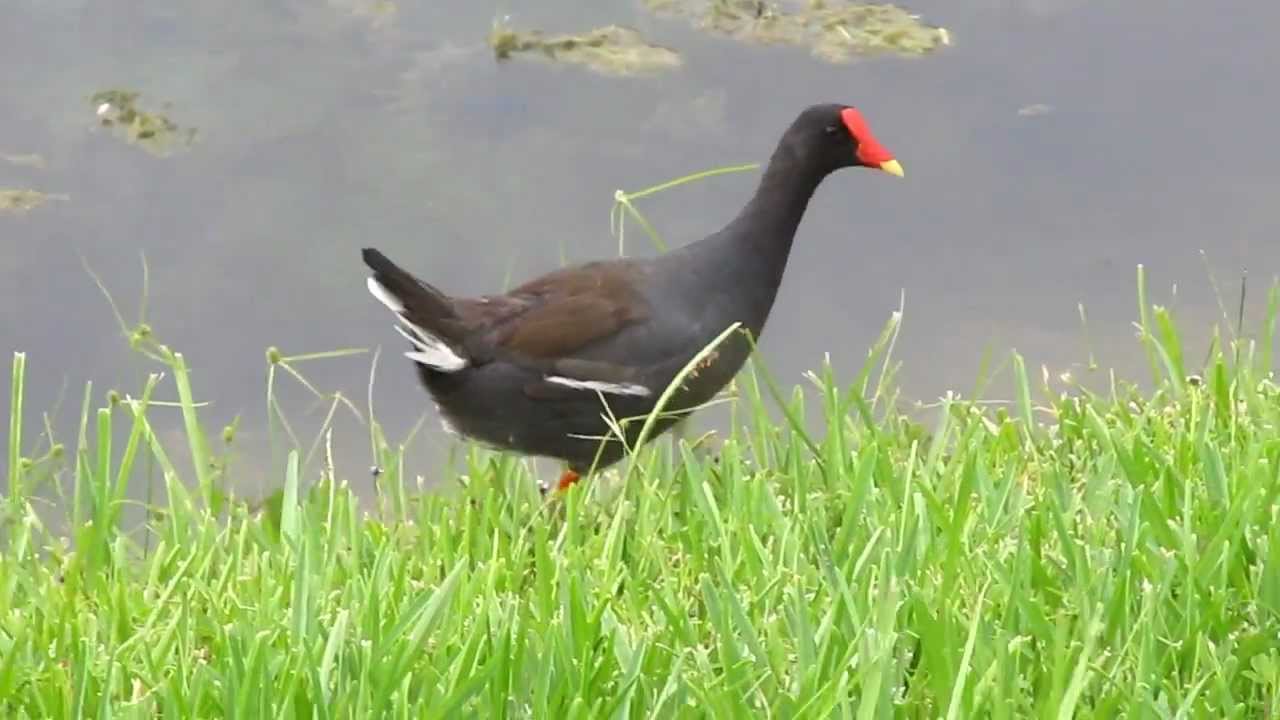 Mud Hen at the Gator Pond