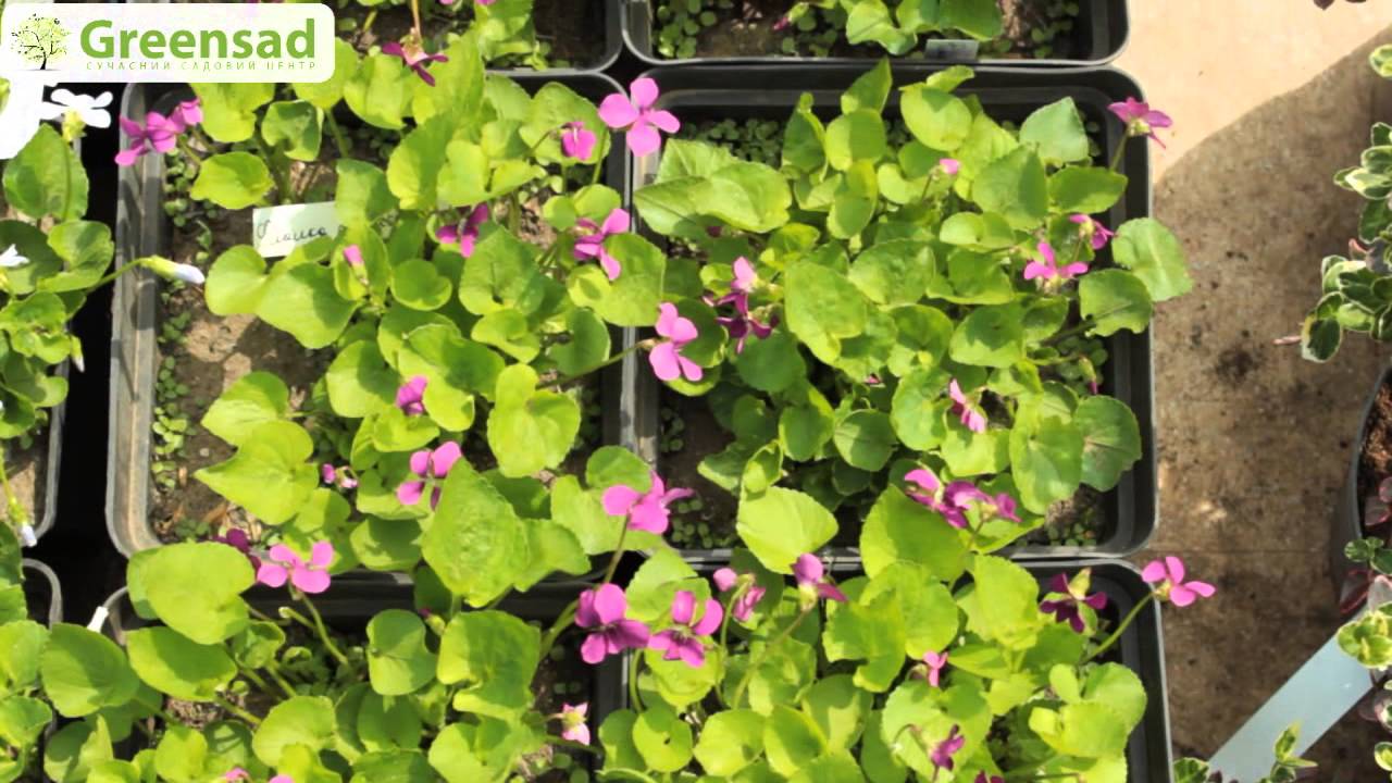 Фиалка душистая 