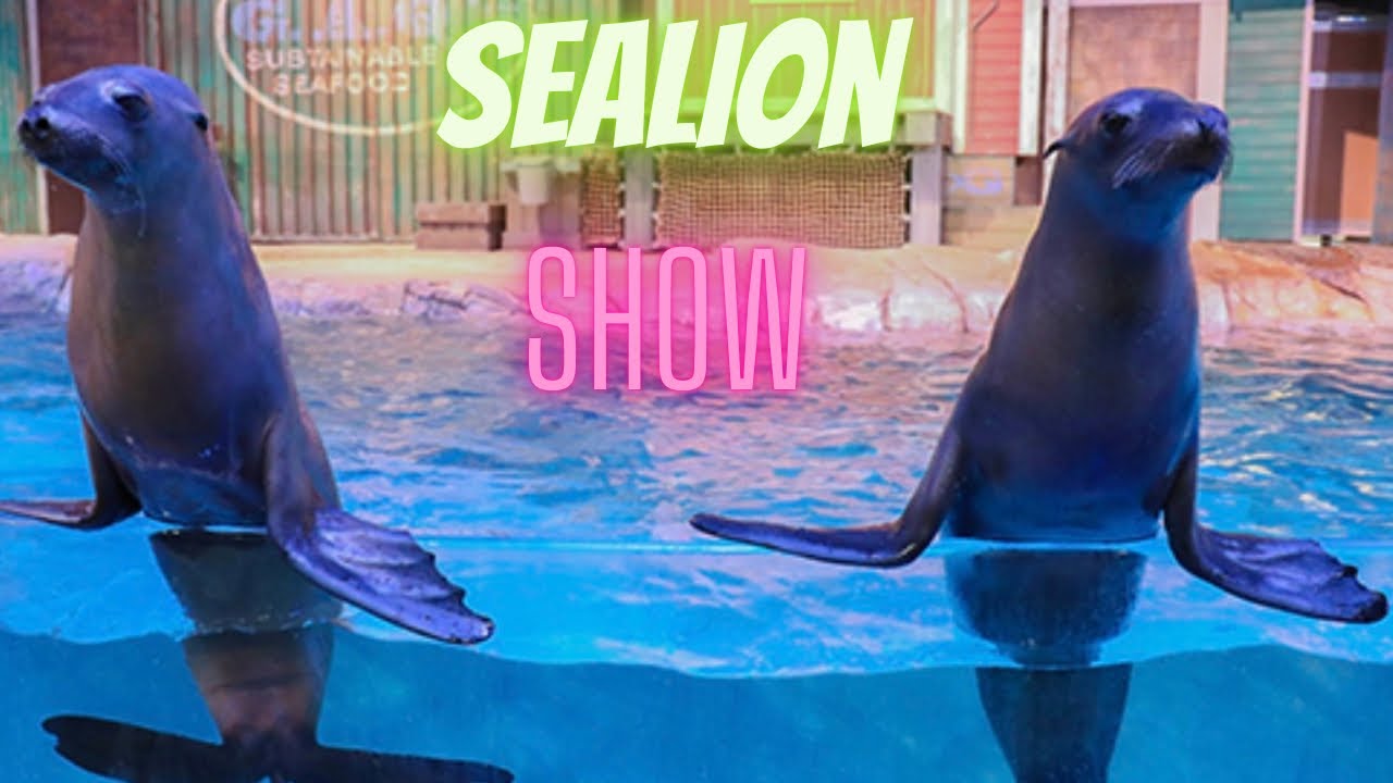 Шоу морских львов в Georgia Aquarium @Amna_Parvaiz