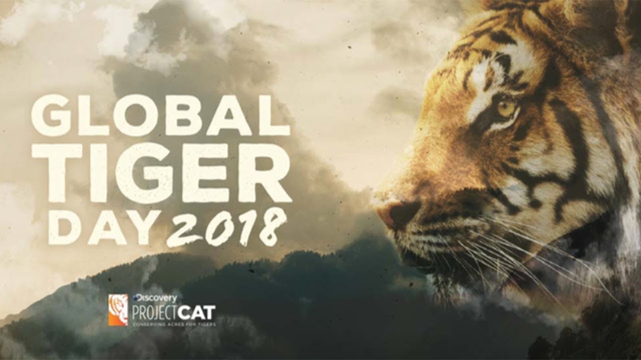 The current state of tigers in the world | Global Tiger Day 2018