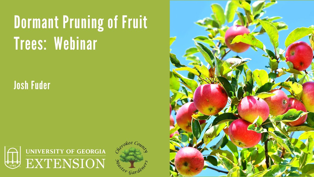 Dormant Pruning Fruit Trees