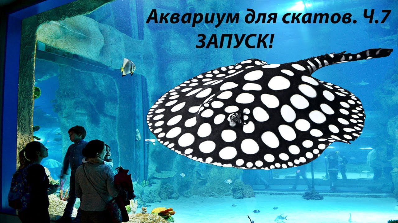 Запуск белого аквариума для скатов!