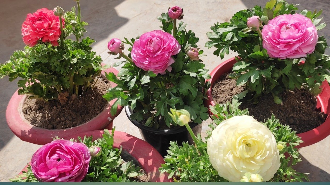 How to get maximum blooms from Ranunculus plant/Ranunculus plant care