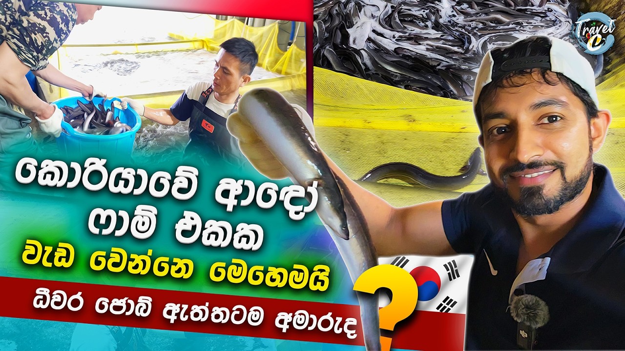 කොරියාවේ ආඳෝ ෆාම් එකක වැඩ වෙන්නේ මෙහෙමයි/#ධීවර ජොබ් #ධීවර රැකියා🐬🦈🐋🐟🐟😯🤫🤓