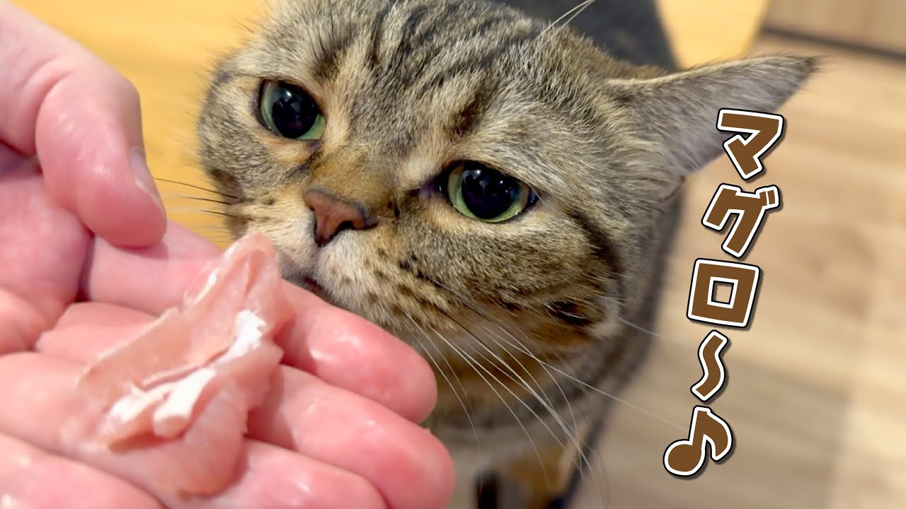 お刺身大好きな食いしん坊猫の意外な秘密とは…！？