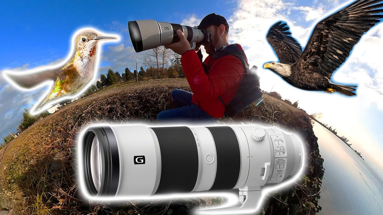Обзор Sony 200-600 мм + советы по фотосъемке птиц