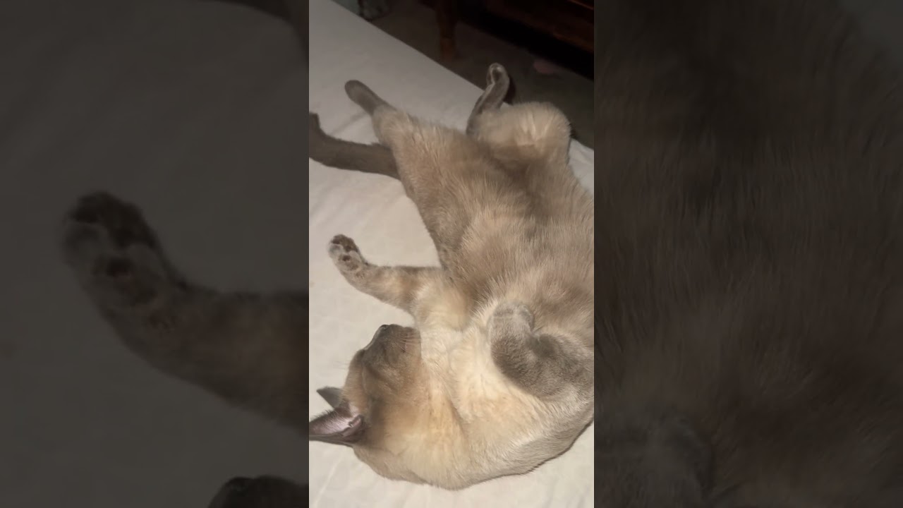 The most chill cat in the world 😌 #catcommunity #cuteanimals