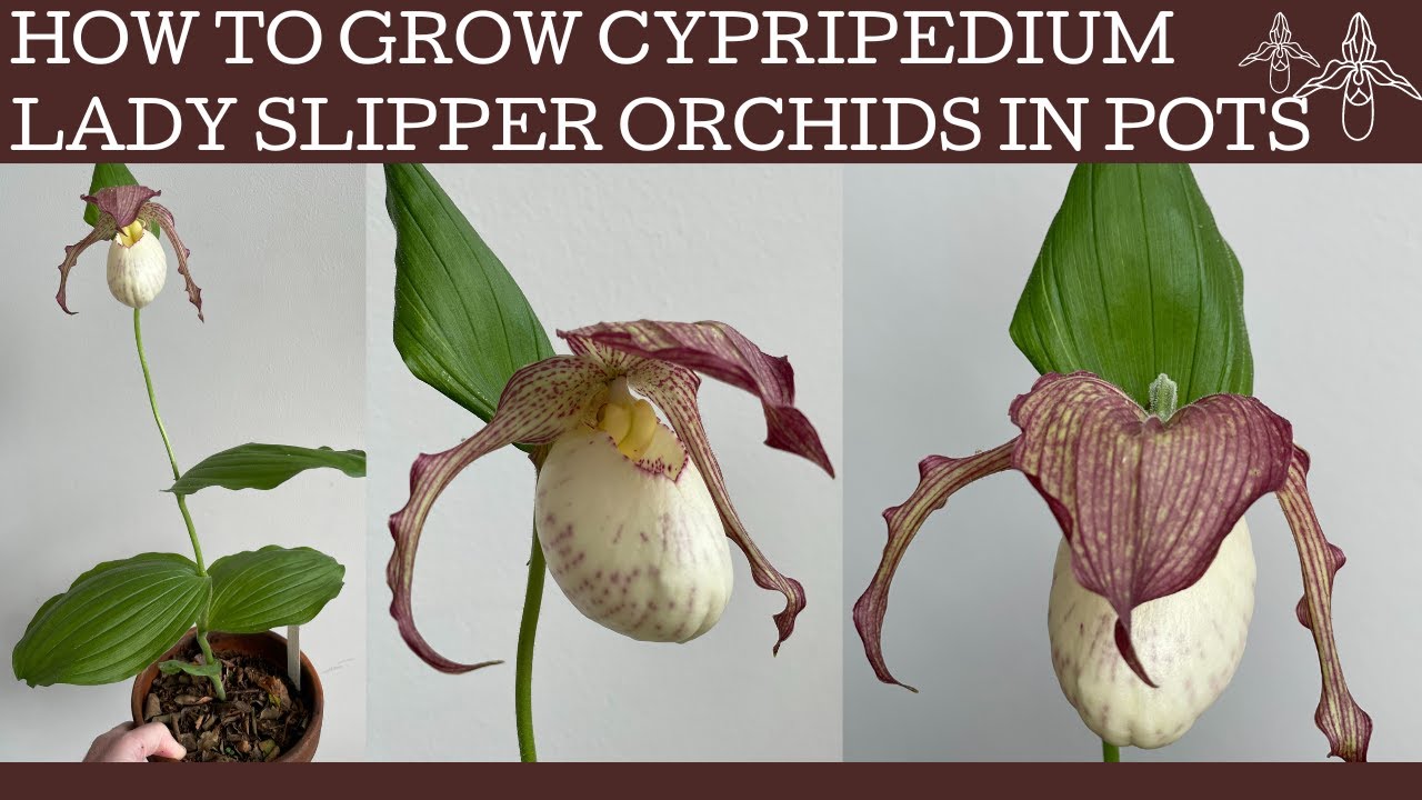 Как вырастить орхидею Cypripedium 'Philipp' Lady Slipper в горшке!