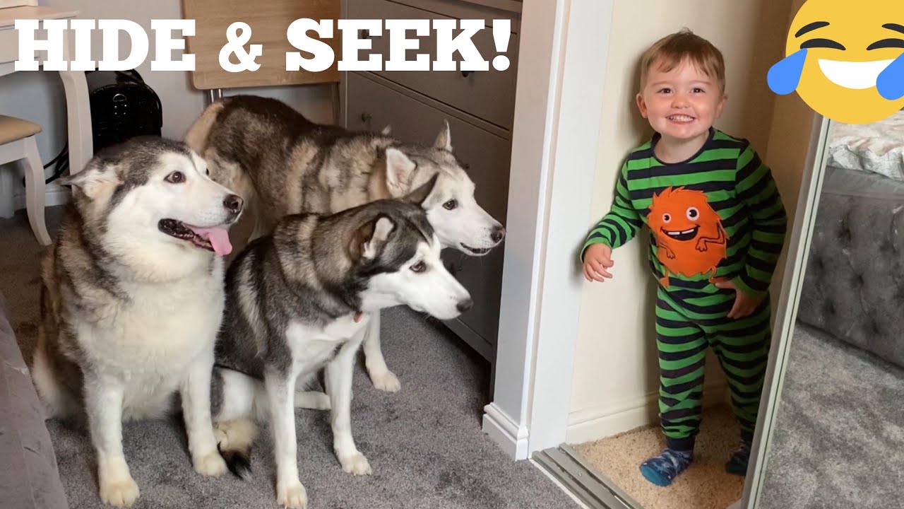 Hilarious Hide & Seek With My Huskies & Baby!! [CUTEST REACTION EVER!!]