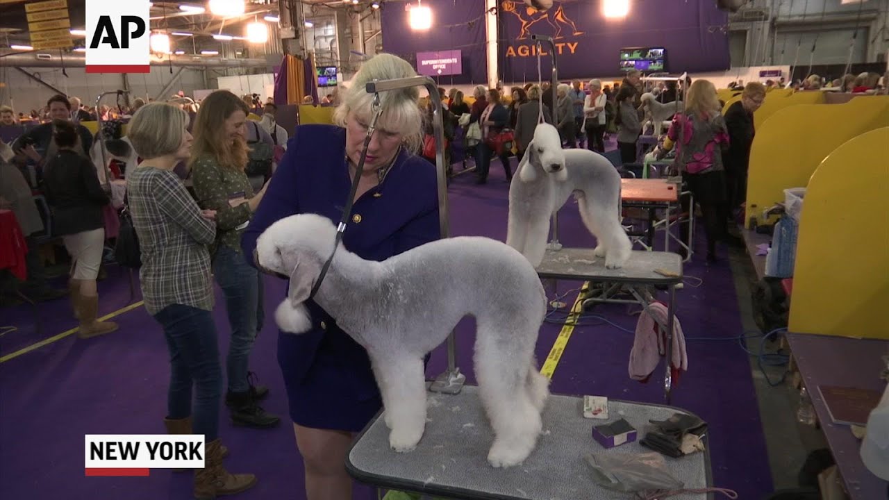 Dogs, handlers vie for 'Best in Show'