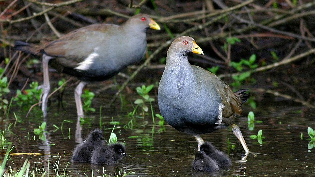 Why are Native-hens known as Turbo Chooks?