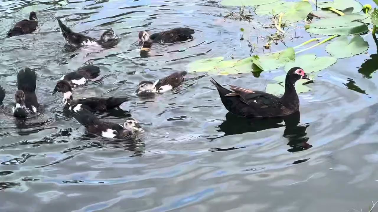 Inaaya Feeding Ducks 🦆 