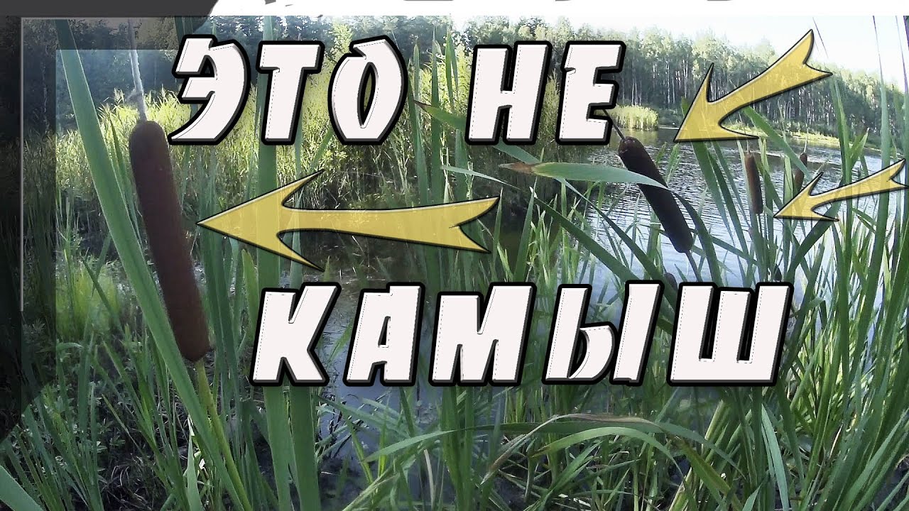 Камыш, тростник, рогоз. Отличия.