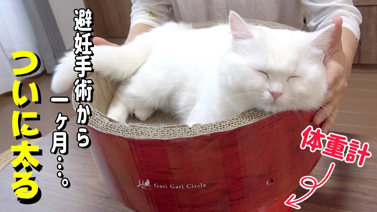 【悲報】にゃんたい測定の結果、おでぶが発覚しました…！