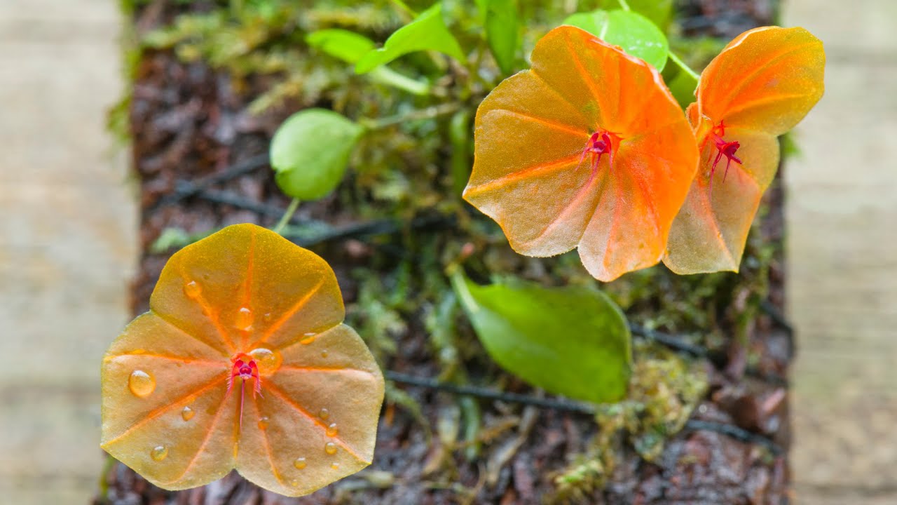 Episode 39 Lepanthes telepogoniflora. Learning from my mistakes with some miniature orchids.