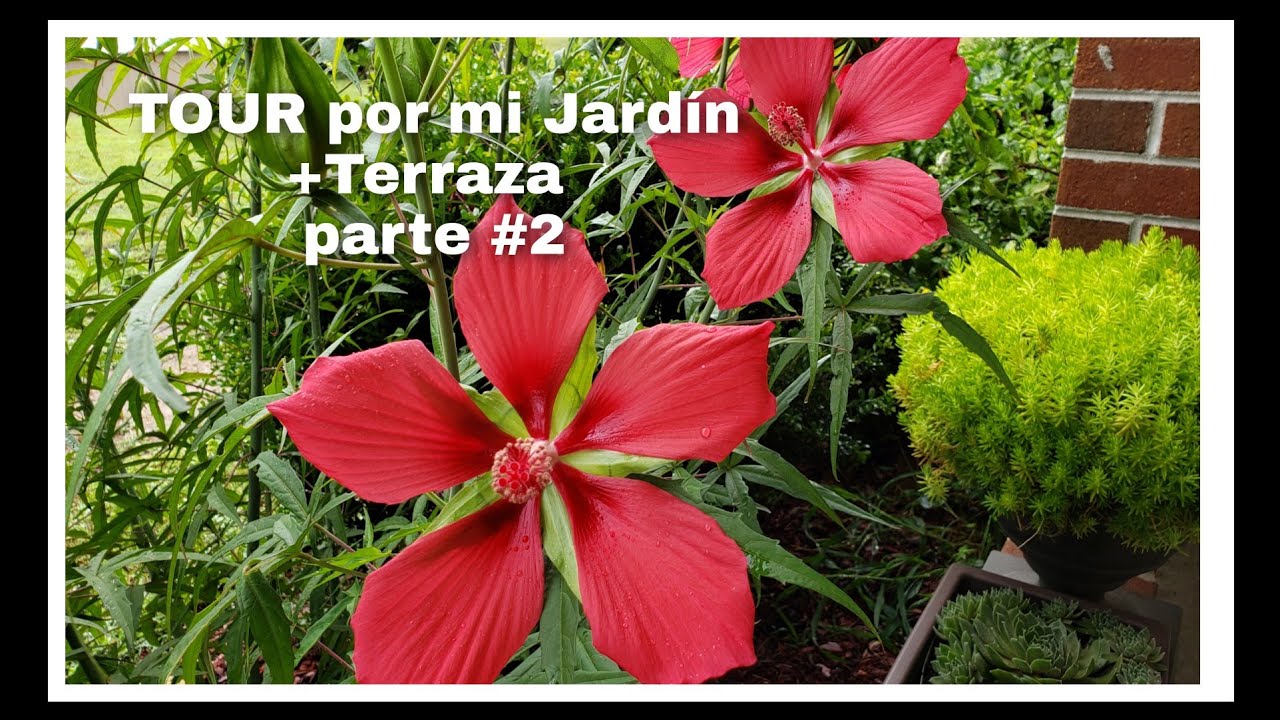 TOUR por mi Jardín +Terraza🐞🌺🪴