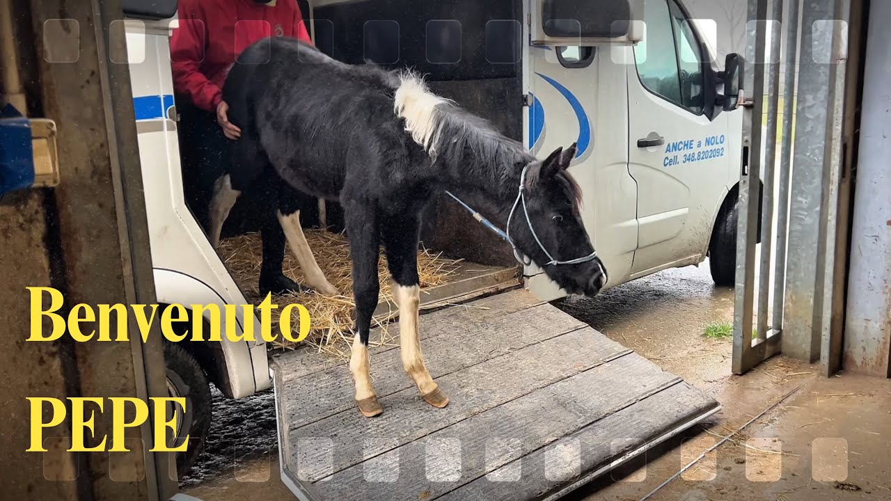 Benvenuto PEPE - prima settimana con un puledrino denutrito 