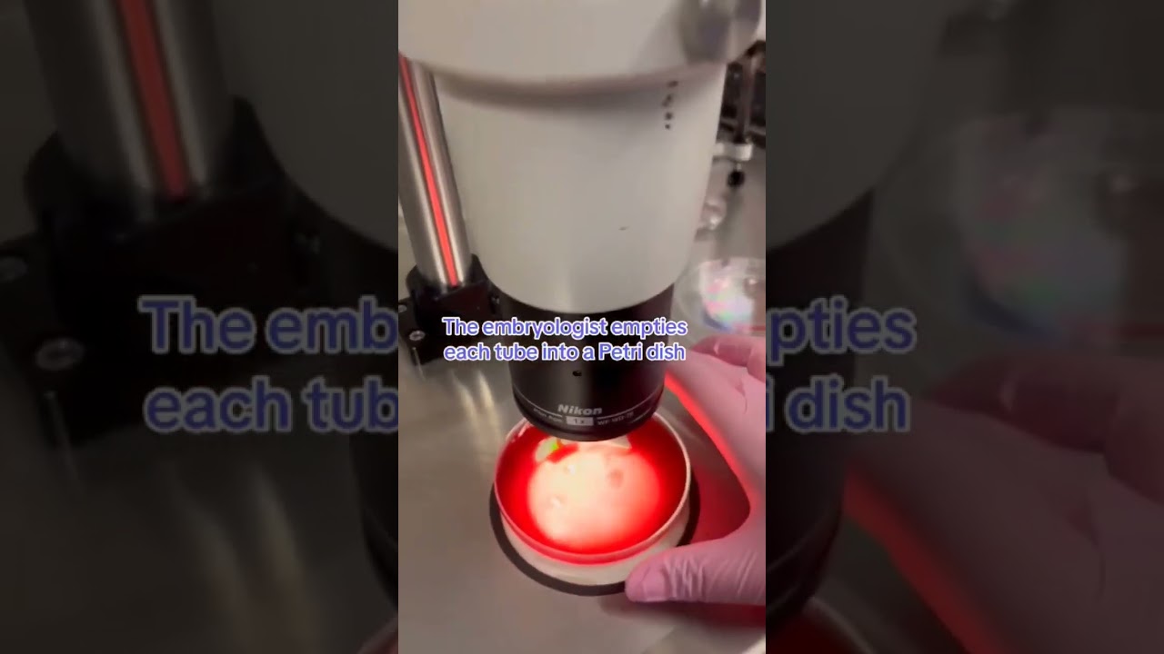 What happens in the lab after an egg retrieval?