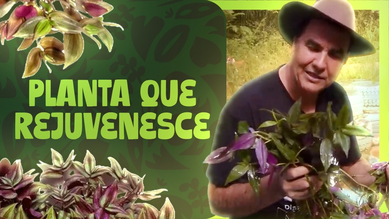 OS BENEFÍCIOS DA TRAPOERABA: FIQUE MAIS JOVEM CONSUMINDO ESSA PLANTA - SITIO PANC