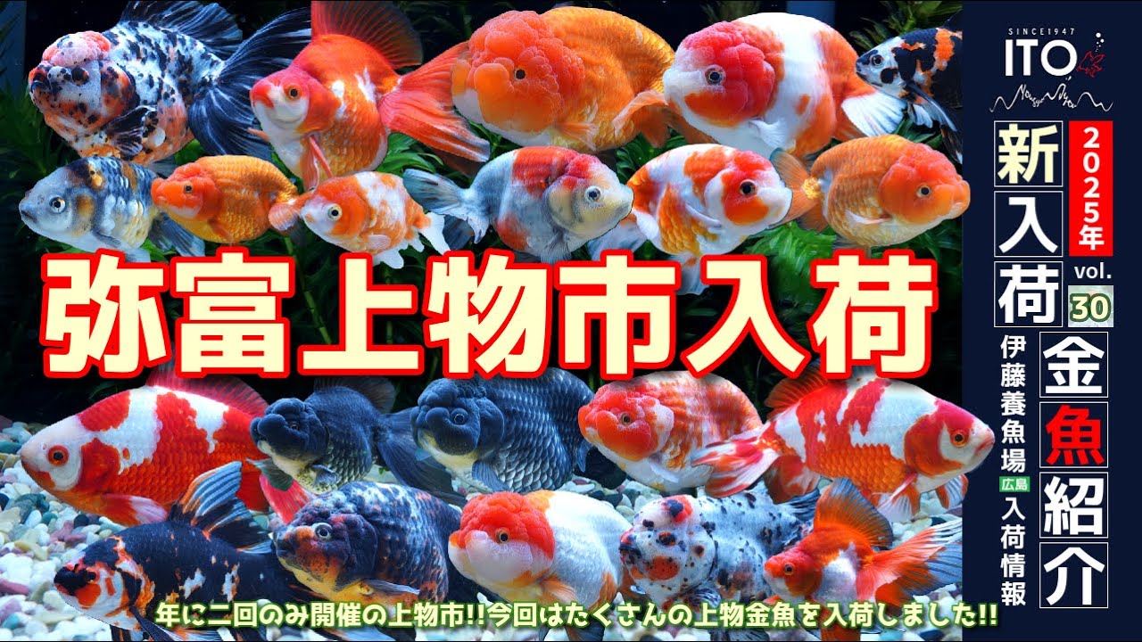 【伊藤養魚場入荷情報2025年vol.30(2025年10月21日)】弥富上物市より入荷しました金魚のご紹介です!!