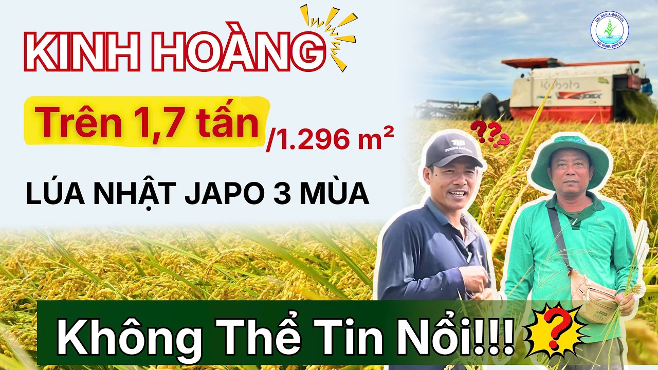 Lúa Nhật ngắn ngày Japo 3 Mùa đạt năng suất trên 1,7 tấn/công - Tin Đồn hay Sự Thật