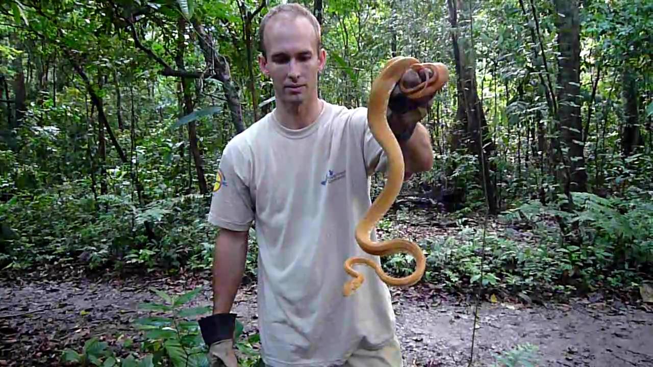SWT-Screaming Amazon Tree Boa in the WILD (Corallus hortulanus)