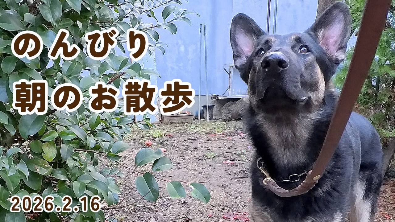 のんびり  朝のお散歩　【ジャーマンシェパード・大型犬】
