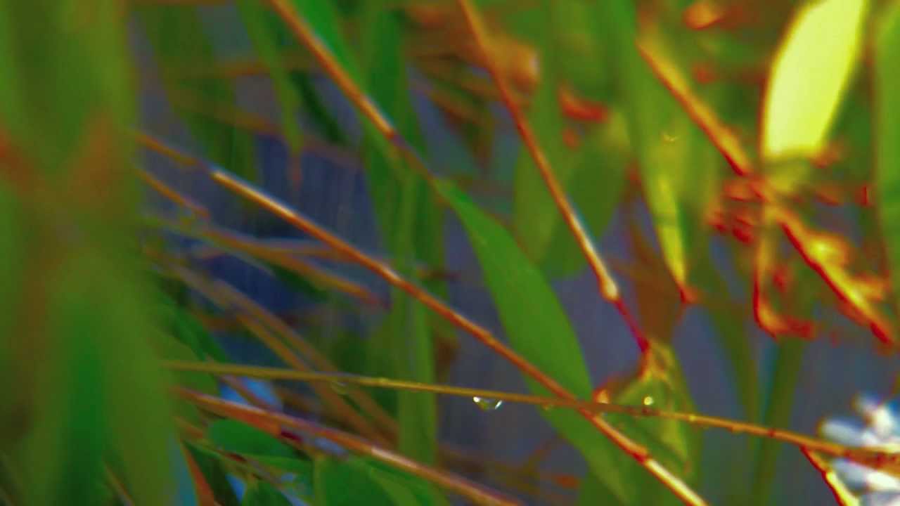 Rain Dance - Marco Trochelmann - Contemporary Fujara Music