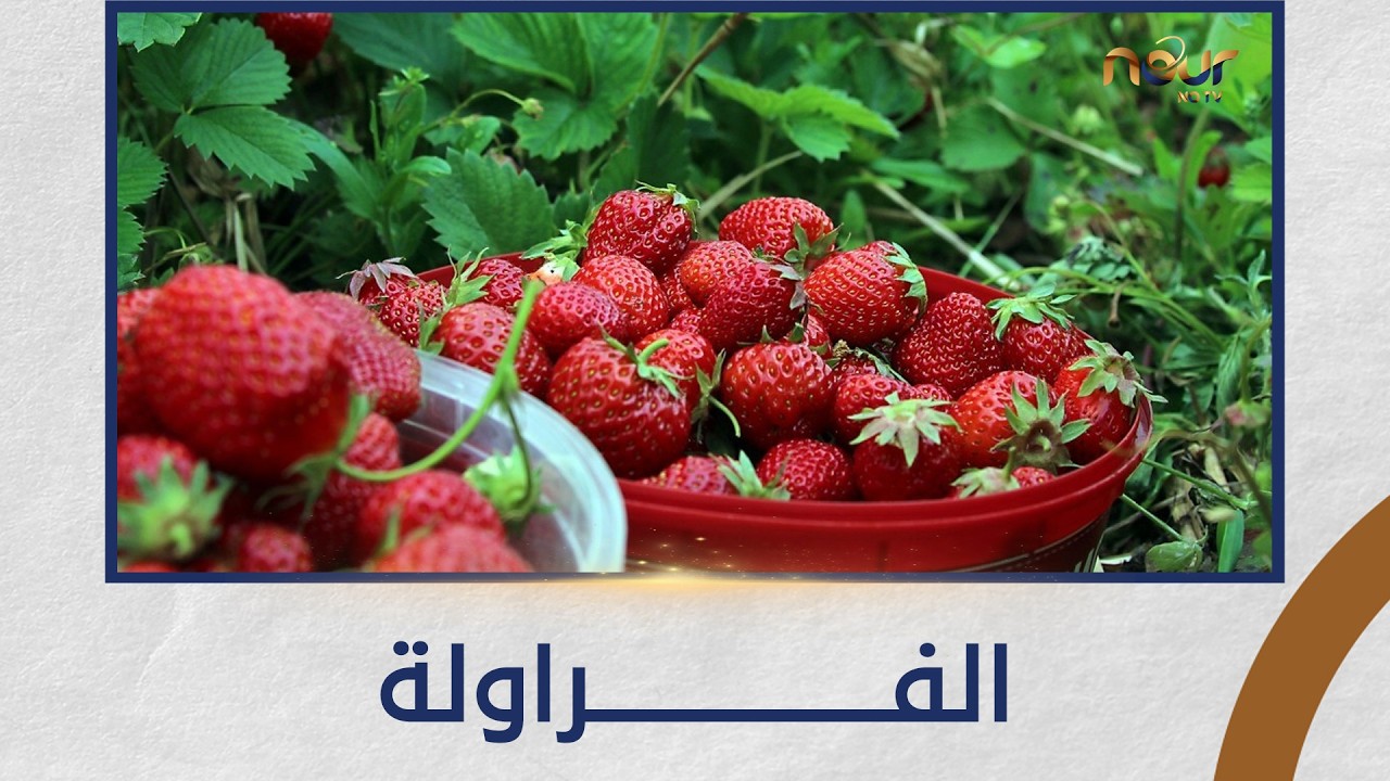 التين والزيتون | الفراولة محصول حساس | 18/2/2026 | الحلقة الكاملة