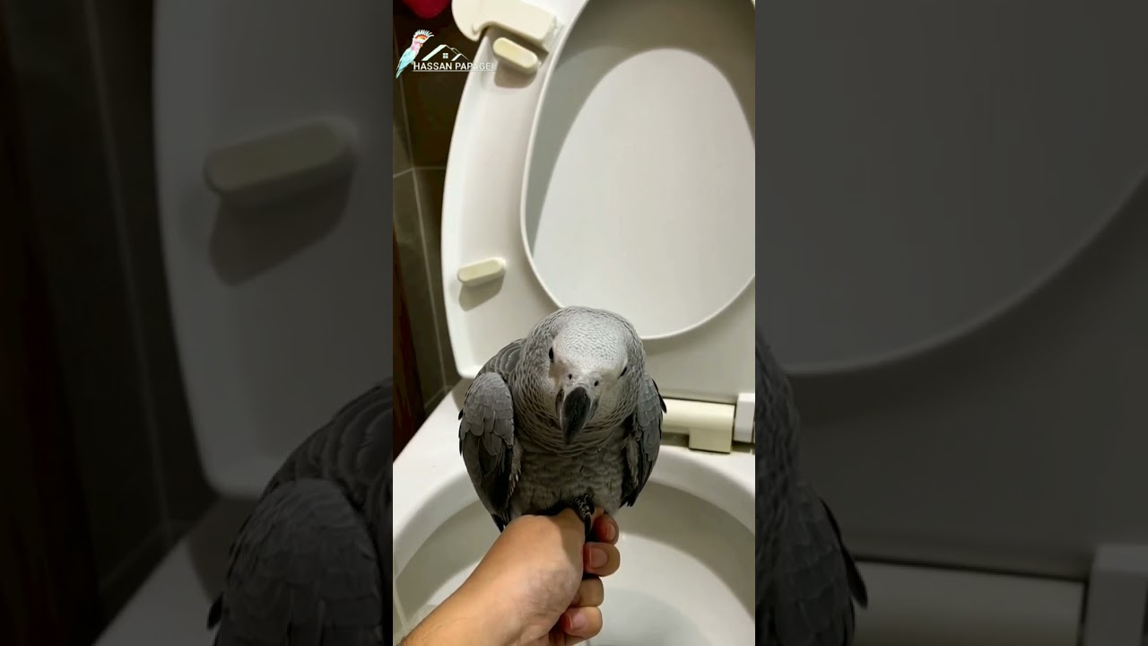 grey parrot at bathroom 😮... #greyparrot #africangrey