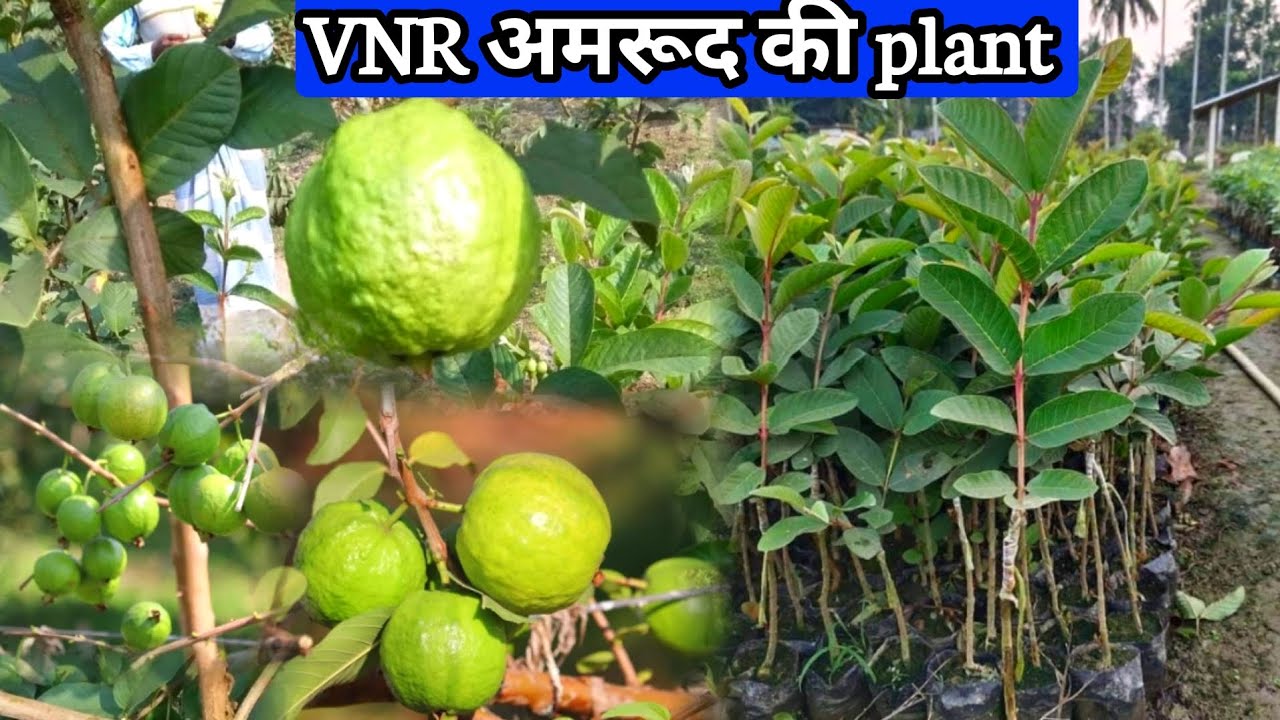 VNR अमरूद की खेती की पूरी जानकारी / VNR Bihi Guava Plant