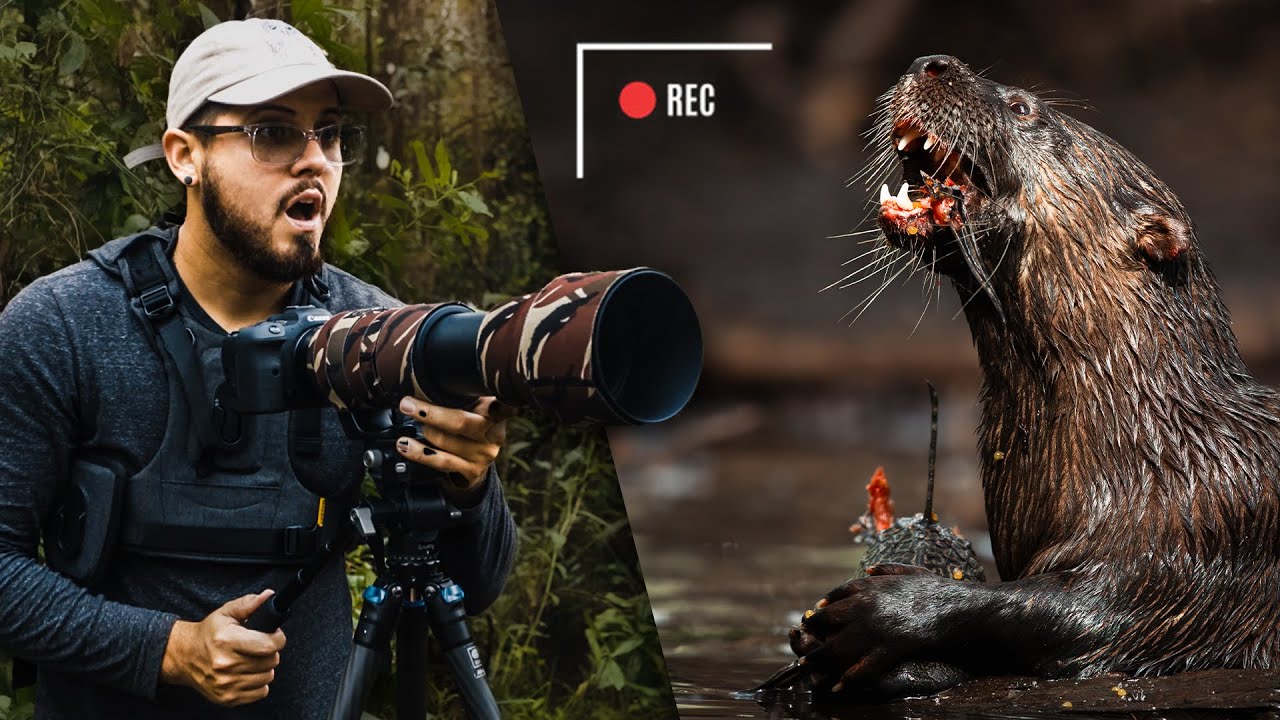 Tips para ser un PRO grabando vida salvaje 🎥🦉