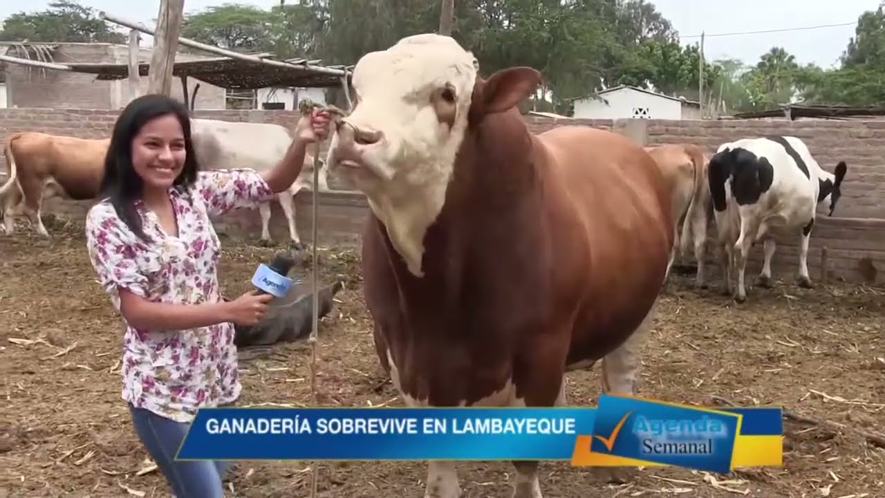 GANADERIA SOBREVIVE EN LAMBAYEQUE