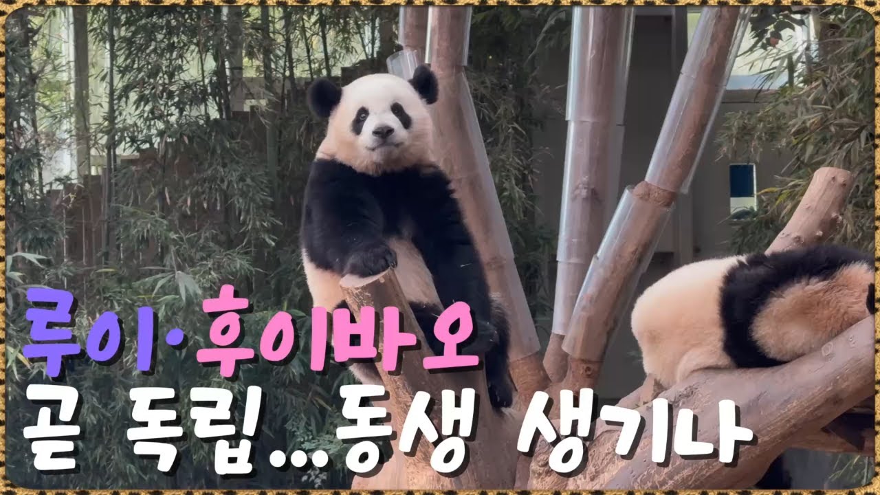 푸바오 동생들 루이·후이바오 곧 독립…내년 다른 동생 생기나? (솔직한 푸덕이 시점)