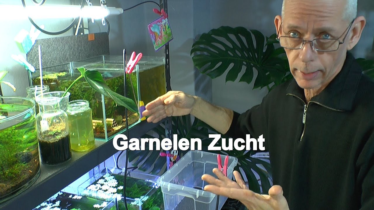Zwerggarnelen Zucht Caridina für Fortgeschrittene und Anfänger zum lernen mit Schnellstart