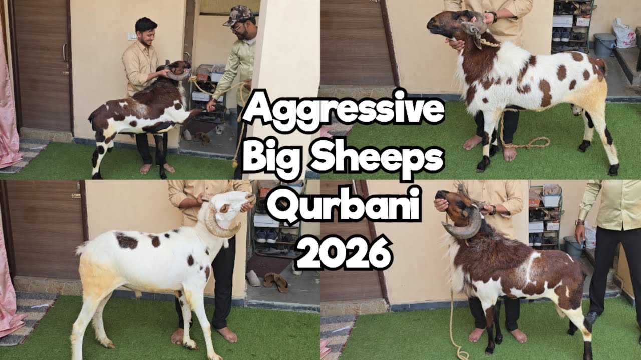 Madurai Guntur Heavyweight Sheep Available In Tolichowki | Qurbani Ke Bade Bakre | Hyderabad #goat
