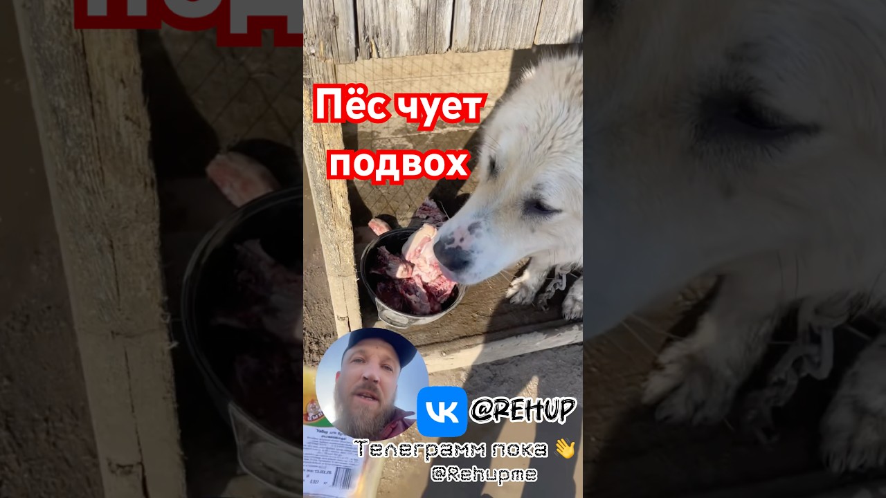 #просрочкапатруль #пятёрочка #rehupme #rehup