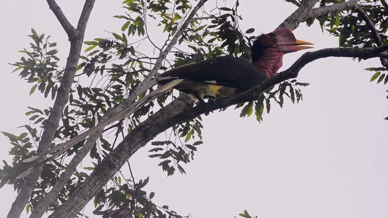 Helmeted Hornbill (Rhinoplax vigil) with natural sound