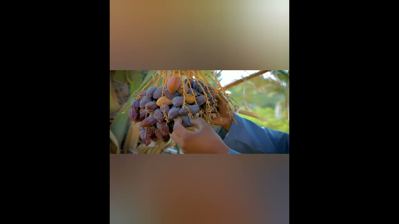 Porduction Of Date palm#organic #organicagro #shorts