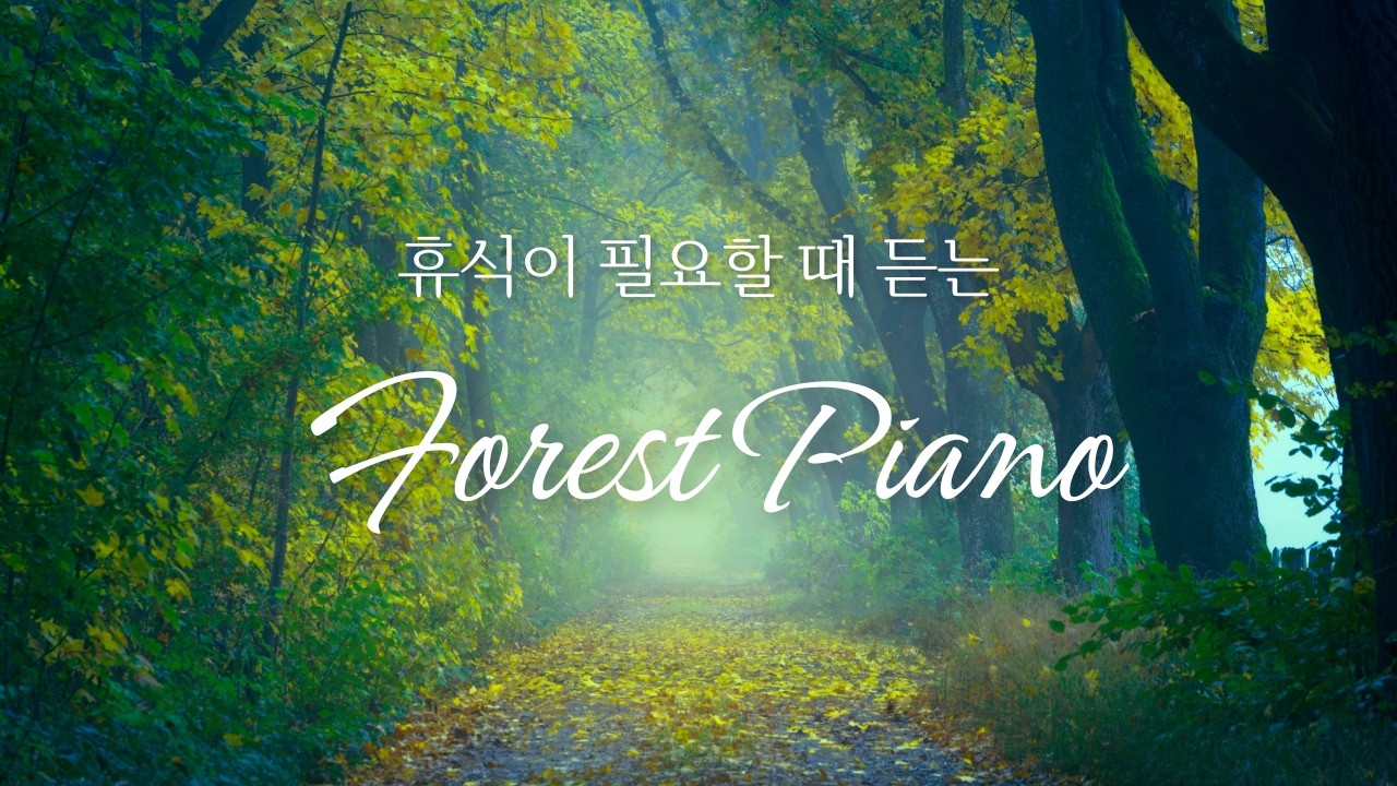 햇살이 옅게 밴 자작나무 숲 | 오래 잊고 있던 평온 피아노 연주곡 모음