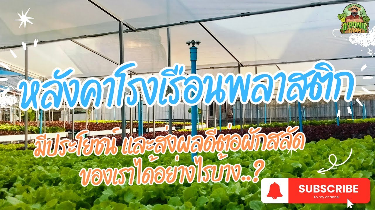 หลังคาโรงเรือนพลาสติกมีประโยชน์ และข้อดีต่อผักสลัดของเราได้อย่างไรบ้าง #ผักไฮโดรโปนิกส์ #ผักสลัด