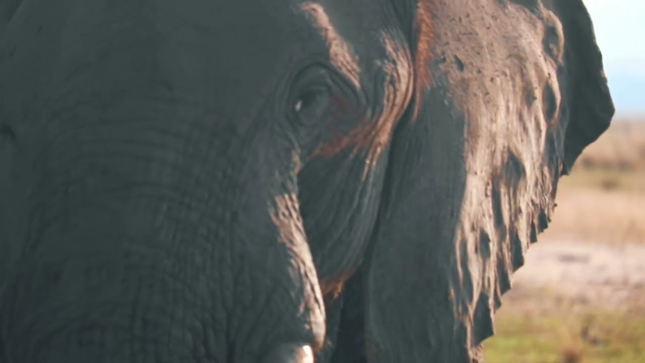 Mana Pools, Zimbabwe 2023