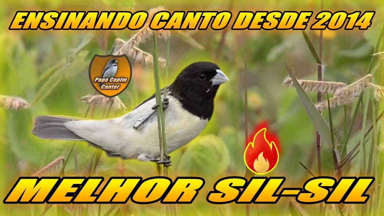PAPA CAPIM SIL SIL BAIANO🎶ENSINA CANTO DESDE 2014🎼 #papacapim #baiano #papacapimbaiano