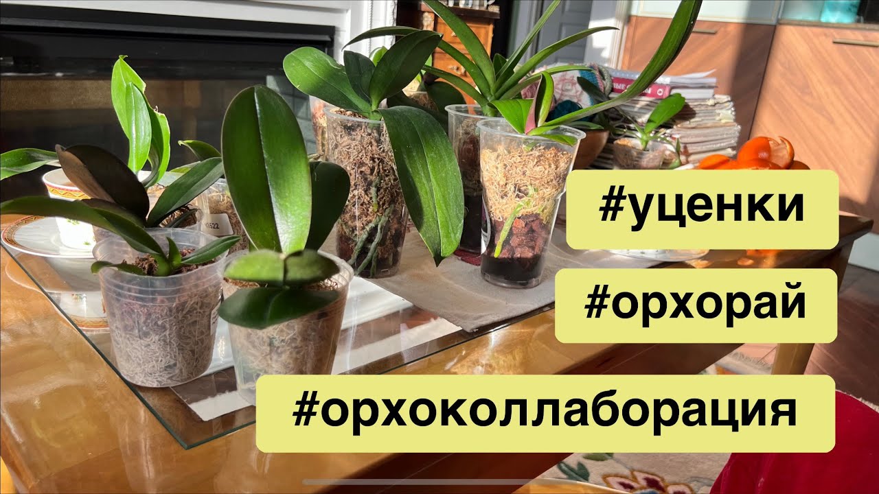 Как поживают дохлые уценки?!🧐 Живы ли?!