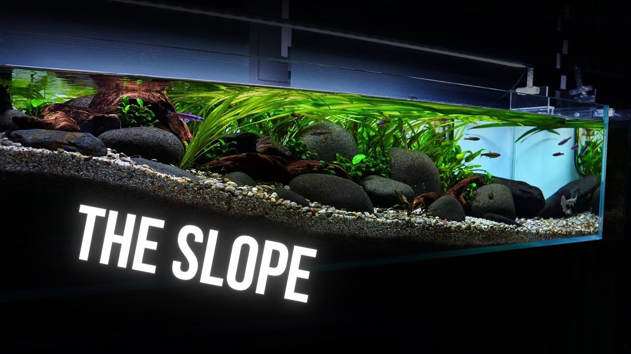 This SLOPED AQUARIUM has UNIQUE aesthetics | EP7 SLOPED RIVER TANK