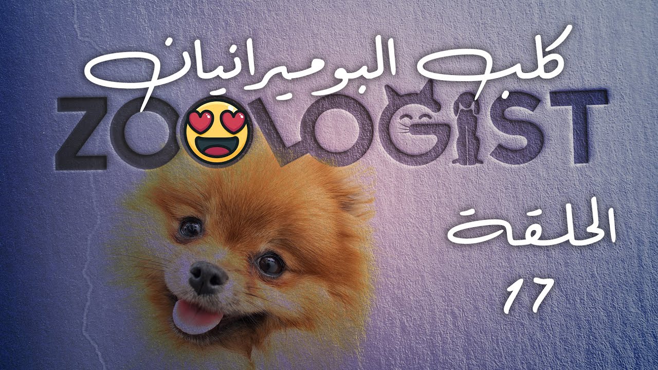 زوالوجيست – الحلقة 17– كلب Pomeranian  ( خصائص الفصيلة، الأصل والتسمية، الصحة والعذاء )