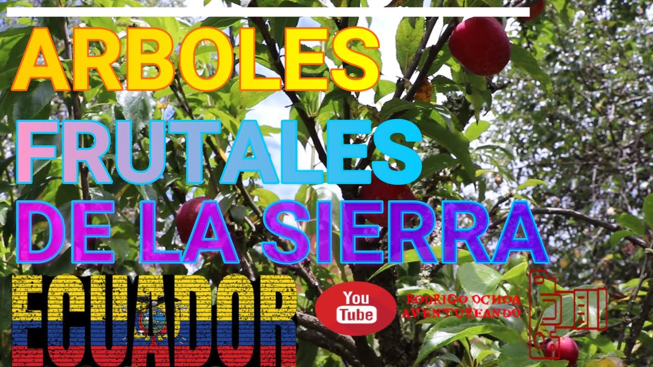ALGUNOS ARBOLES FRUTALES DE LA SIERRA ECUADOR