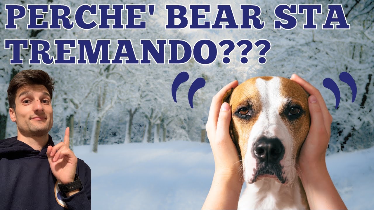 Perché il cane trema? 7 motivi per cui il cane trema