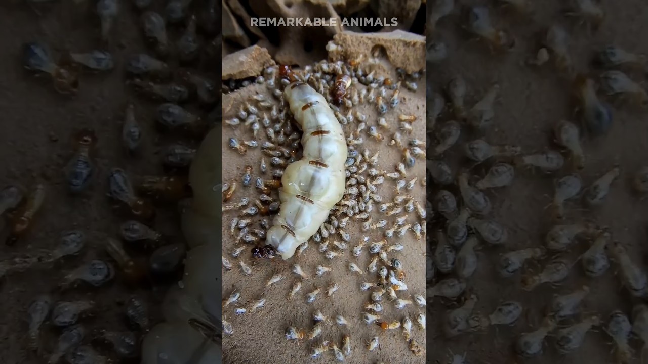 The Termite Queen