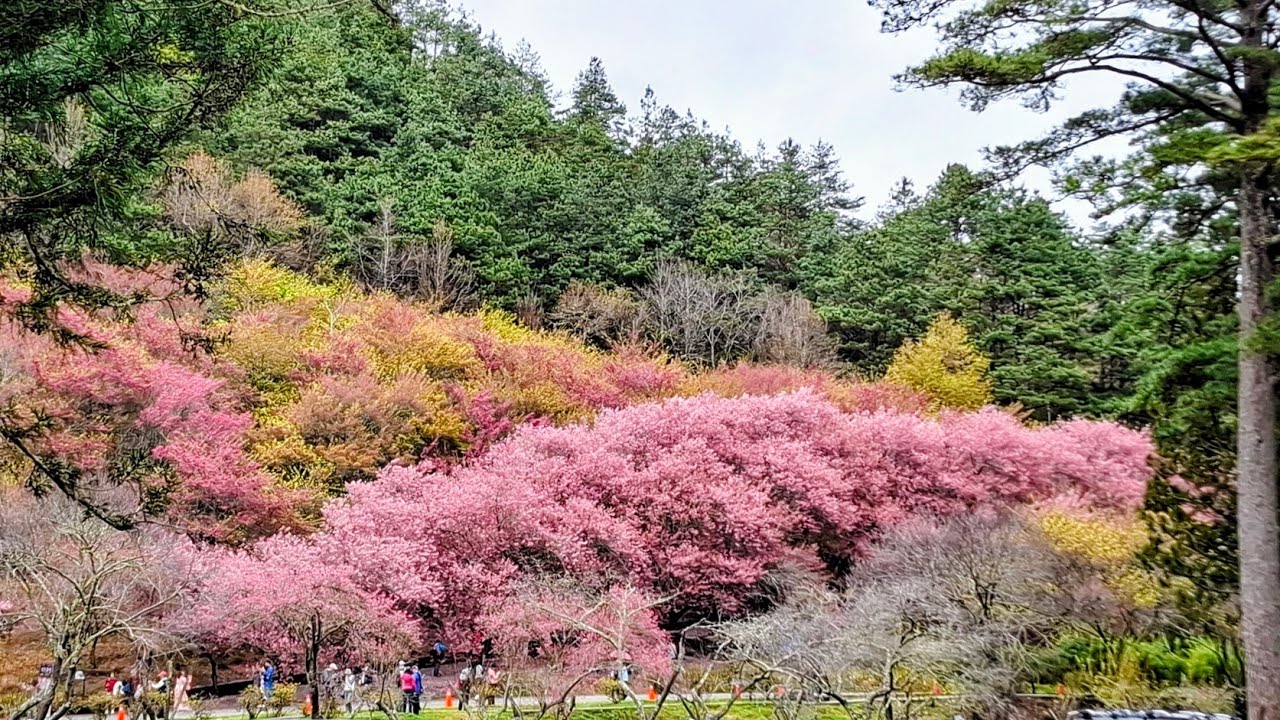 武陵農場櫻花季賞花趣2026.2.27